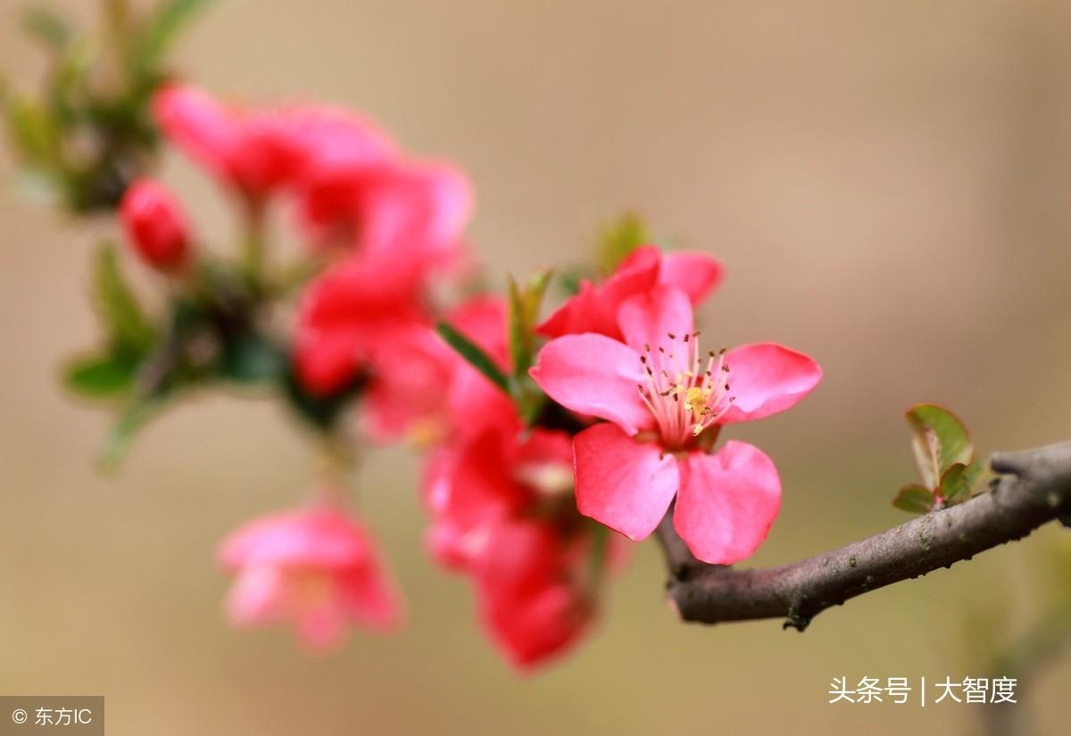 天然花岗岩 第18页